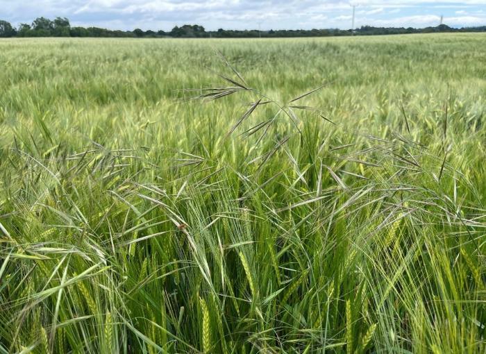 Weed Watch 2025 - Herbicide resistance testing