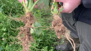 Tillage advice: An update on crop performance