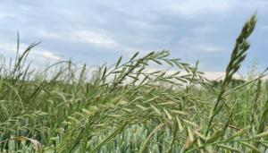 Herbicide resistance in Italian ryegrass: 2024 testing for ACCase/ALS resistance