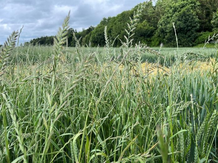 Italian ryegrass in wheat