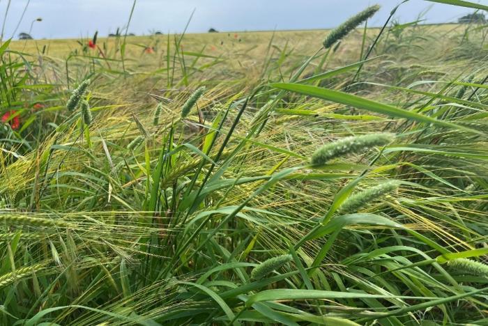 Lesser canary grass in barley