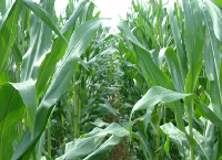 Growing Maize Silage Considerations