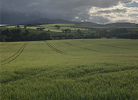 Spring Malting Barley Series – Nitrogen Rates and Timings
