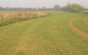 Addressing nutrient deficiencies in drought conditions