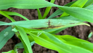 Controlling Net blotch in RGT Planet Spring Barley