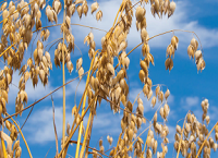 Responding to growers’ needs through oat research