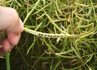 Tillage Update on Oilseed Rape Desiccation and Potato Blight