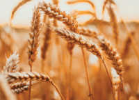What will the Future of Cereals look like?