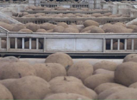 Celebrating the Global Impact of the Potato