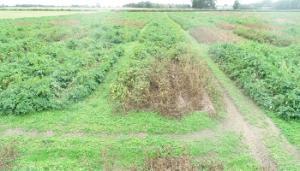 Preparing for the ‘fight on blight’