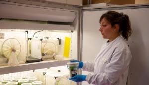 Unravelling the complex interaction of cereal aphids and the virus they vector