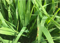 Tailoring disease control strategies for spring barley