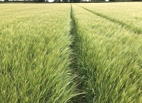 Grain the advantage