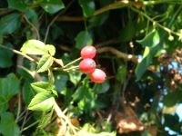 Growing Wild – Rose Hips and Flowering Ivy
