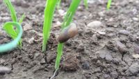Planning planting, slug control and recording activities on farm