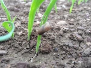 Why you should monitor crops for slug damage this autumn