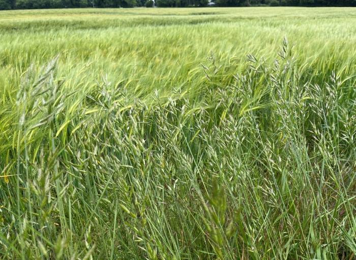 Soft brome in barley