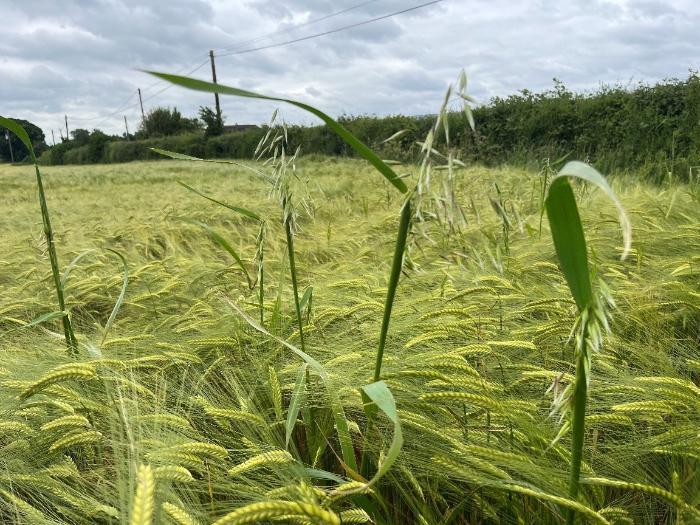 Spring wild oats in barley
