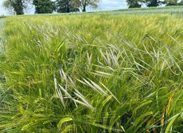 Sterile brome in barley