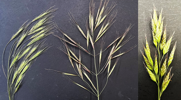 Sterile great and soft brome types