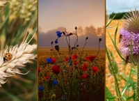 Tillage Biodiversity Photo Competition Winners