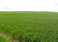 Tillage Update 29th April 2021