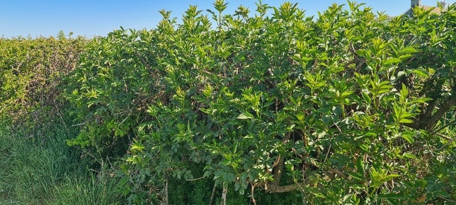 Wall partly hidden by vegetation on the Moore farm