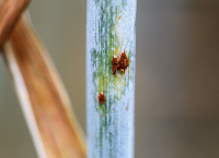 Wheat stem rust: the return of an old foe