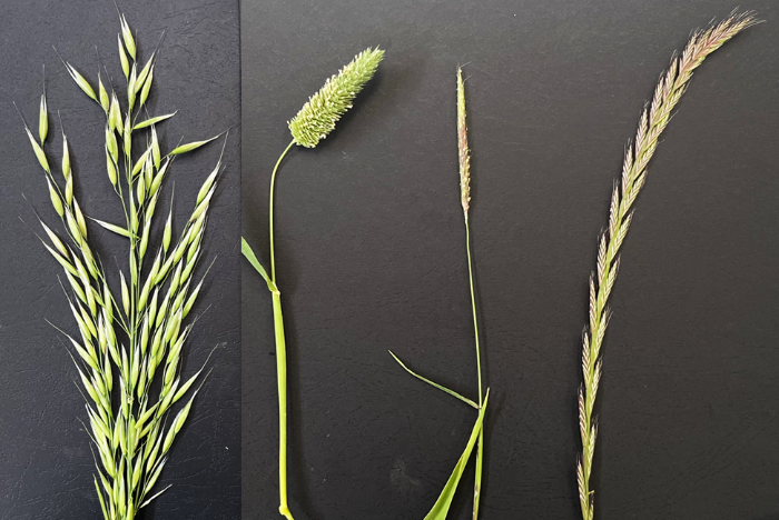 Wild oats lesser canary grass blackgrass and Italian ryegrass