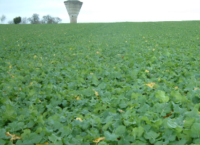 Tillage update: Focus turns to winter oilseed rape