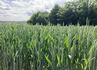 Tillage Update – 9th June 2022