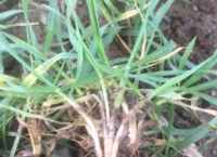 Tillage update January 6th