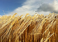 Tillage Update – 3rd September