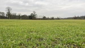 Winter barley fertiliser and establishing spring beans