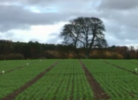 Winter Malting Barley – a growing interest