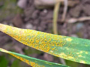 Yellow rust vigilance required