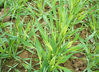 Tillage Update 12th May 2022