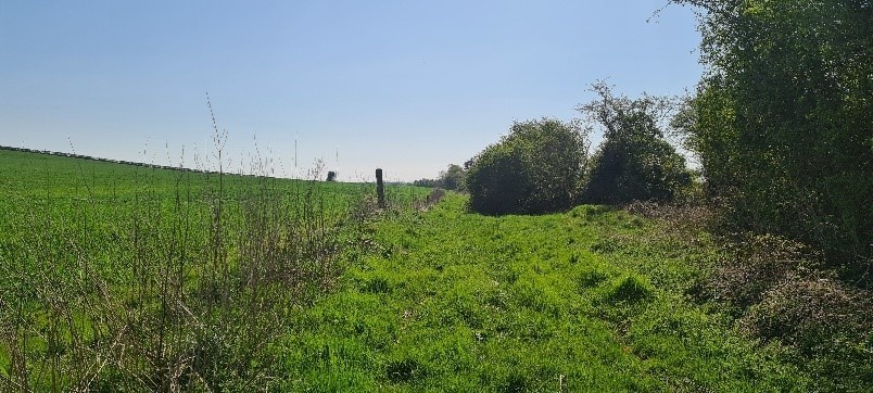a buffer zone beside a stream on the Moore farm