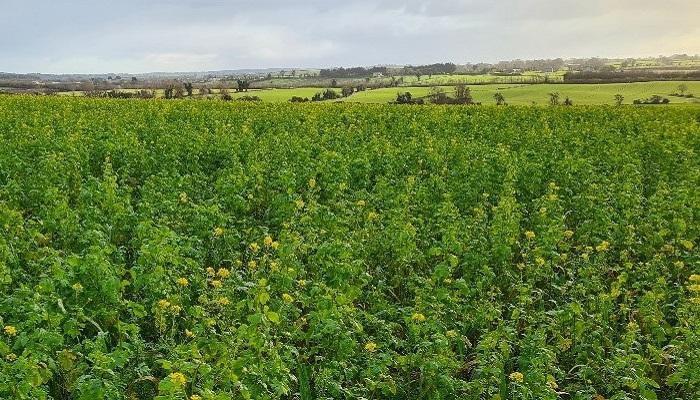 The Benefits of Cover Cropping