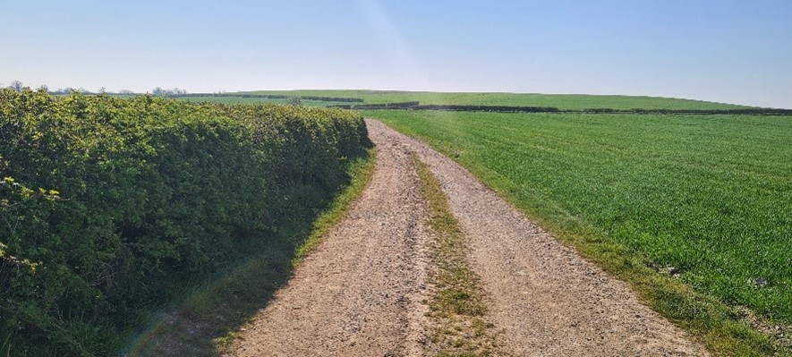 a hedge row beside a roadway on the Moore farm