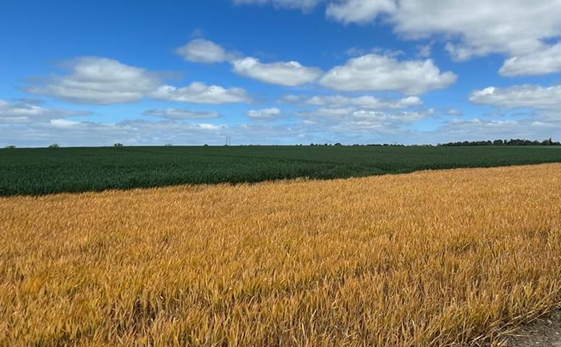 a tillage crop infected with black grass after being desiccated