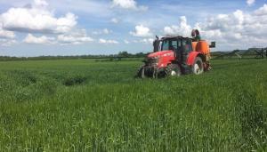 Tillage advice: Fungicide treatments and grass weeds