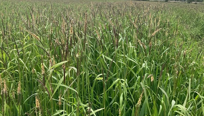 Identifying critical tillage grass weeds