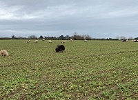 Tillage Update – 13th January 2022