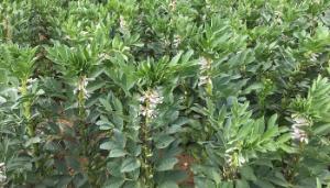 From fava beans to future foods: researchers turn to plant-based proteins for a healthier planet