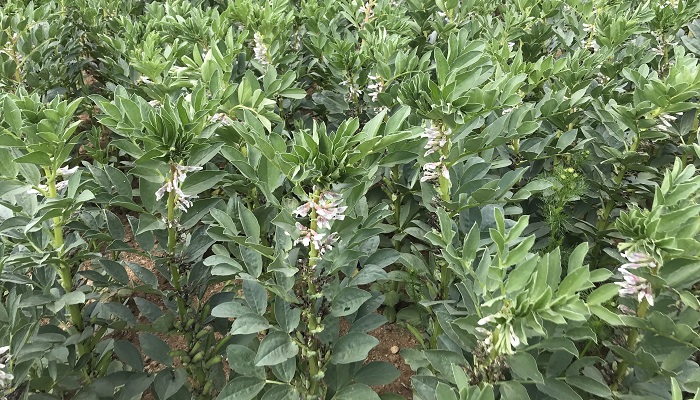 From fava beans to future foods: researchers turn to plant-based proteins for a healthier planet