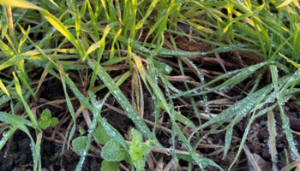 Autumn weed control