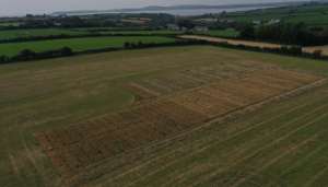 Field Insights: Organic Tillage Crop Walks