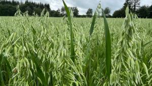 Spreading the risk in organic tillage systems
