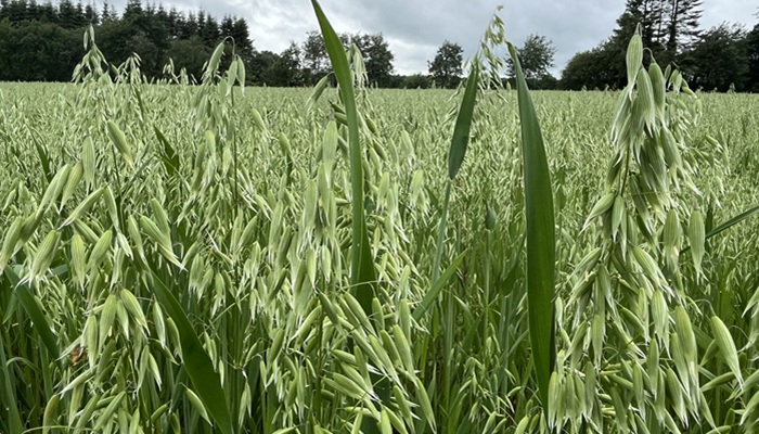 Spreading the risk in organic tillage systems